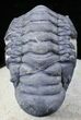 Crotalocephalina Trilobite - Foum Zguid, Morocco #25828-4